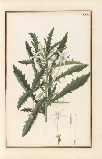 Stirpium imagines LXXV Pl.46 av Baldassare Cattrani