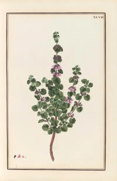 Stirpium imagines LXXV Pl.47 av Baldassare Cattrani