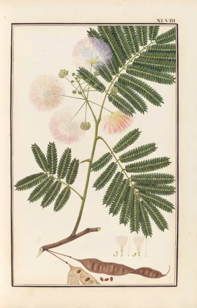 Stirpium imagines LXXV Pl.48 av Baldassare Cattrani