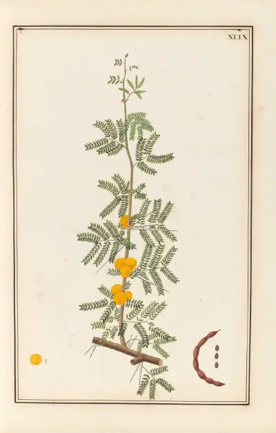 Stirpium imagines LXXV Pl.49 av Baldassare Cattrani