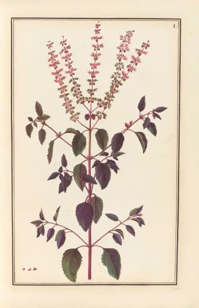 Stirpium imagines LXXV Pl.50 av Baldassare Cattrani
