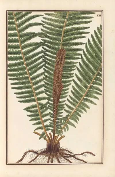 Stirpium imagines LXXV Pl.52 av Baldassare Cattrani