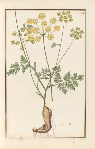 Stirpium imagines LXXV Pl.54 av Baldassare Cattrani