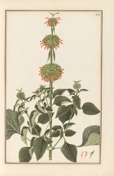 Stirpium imagines LXXV Pl.55 av Baldassare Cattrani