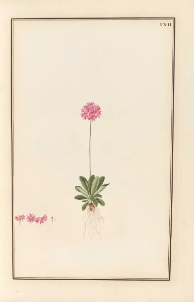 Stirpium imagines LXXV Pl.57 av Baldassare Cattrani