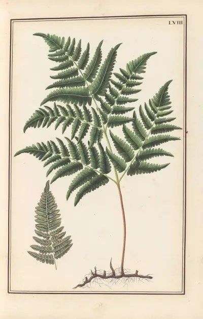 Stirpium imagines LXXV Pl.58 av Baldassare Cattrani