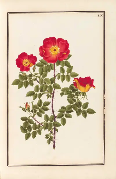 Stirpium imagines LXXV Pl.60 av Baldassare Cattrani