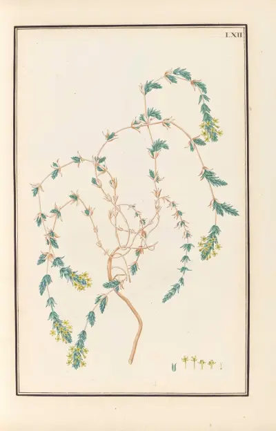 Stirpium imagines LXXV Pl.62 av Baldassare Cattrani