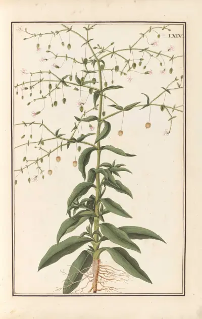 Stirpium imagines LXXV Pl.64 av Baldassare Cattrani