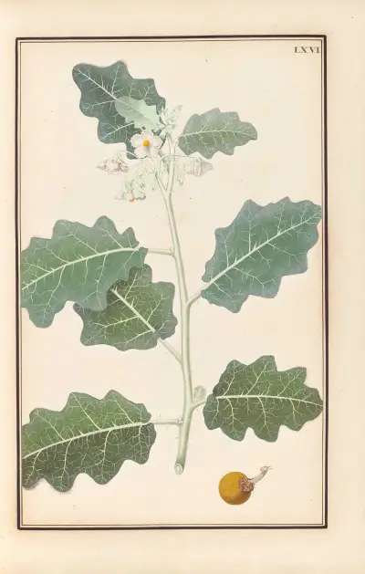 Stirpium imagines LXXV Pl.66 av Baldassare Cattrani
