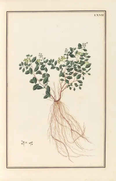 Stirpium imagines LXXV Pl.67 av Baldassare Cattrani