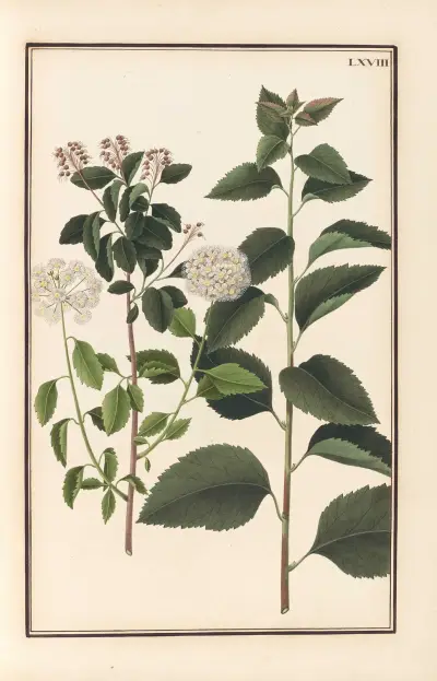 Stirpium imagines LXXV Pl.68 av Baldassare Cattrani