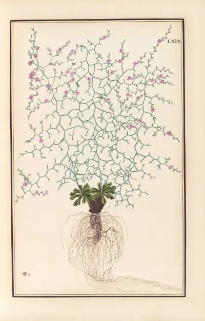 Stirpium imagines LXXV Pl.69 av Baldassare Cattrani
