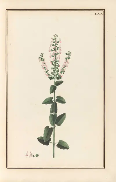 Stirpium imagines LXXV Pl.70 av Baldassare Cattrani