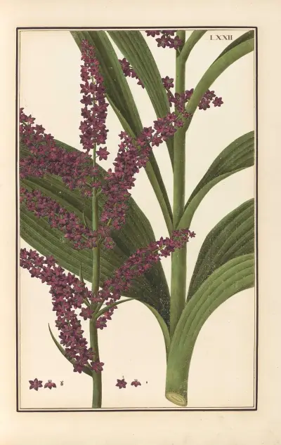 Stirpium imagines LXXV Pl.72 av Baldassare Cattrani
