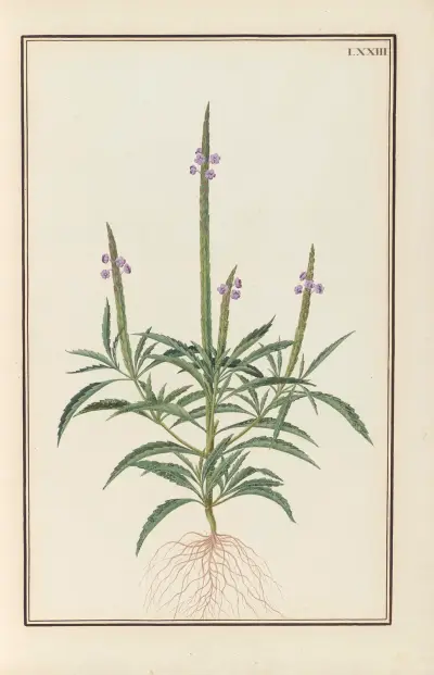 Stirpium imagines LXXV Pl.73 av Baldassare Cattrani