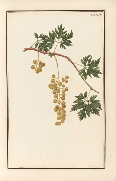 Stirpium imagines LXXV Pl.74 av Baldassare Cattrani