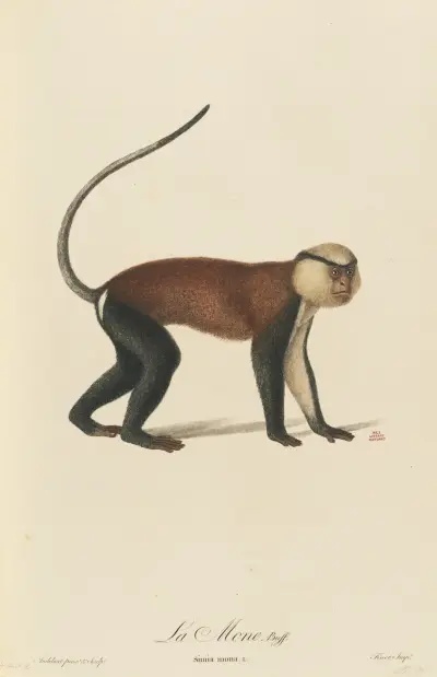 La Mone av Jean-Baptiste Audebert