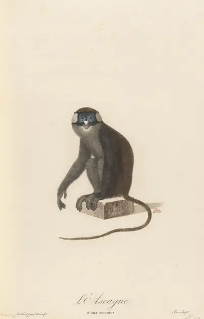 L’Ascagne av Jean-Baptiste Audebert