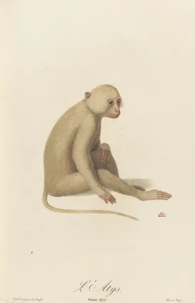 L’Atys av Jean-Baptiste Audebert