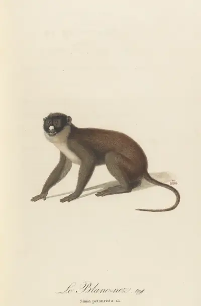 Le Blanc-Nez av Jean-Baptiste Audebert