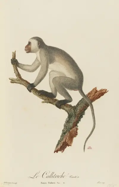 Vattenaloe, variant a av Jean-Baptiste Audebert