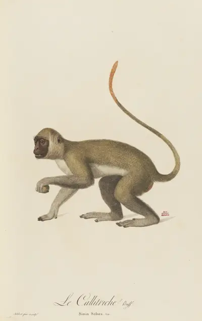 Le Callitriche av Jean-Baptiste Audebert