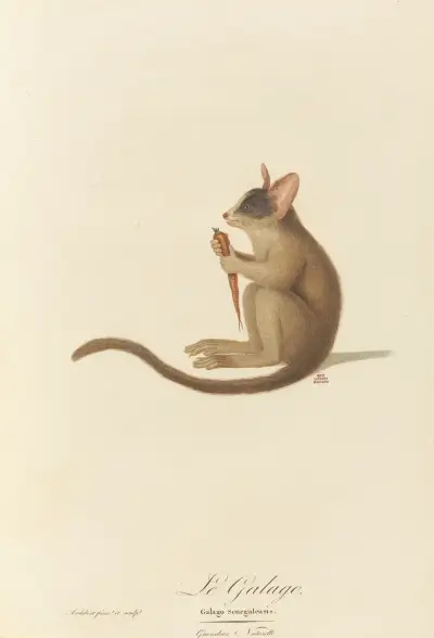 Le Galago av Jean-Baptiste Audebert