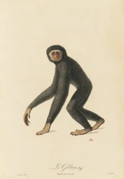 Le Gibbon av Jean-Baptiste Audebert