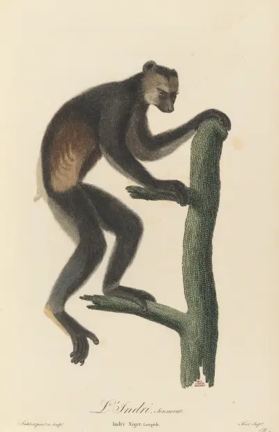Le Indri av Jean-Baptiste Audebert