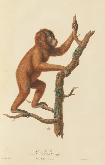 Le Jocko av Jean-Baptiste Audebert