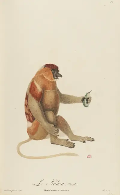 Le Kahau av Jean-Baptiste Audebert