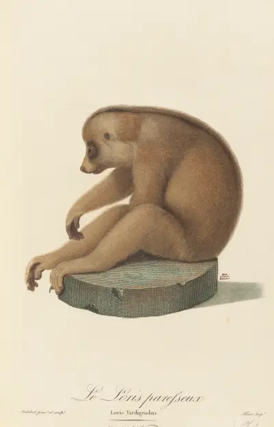 Le Loris paresseux av Jean-Baptiste Audebert