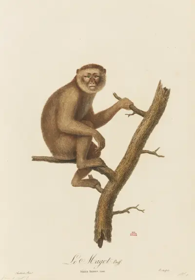 Le Magot av Jean-Baptiste Audebert