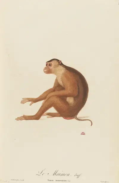 Le Maimon av Jean-Baptiste Audebert