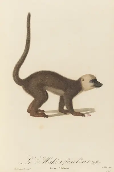 Vitpannad makak av Jean-Baptiste Audebert