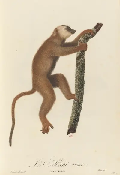 Le Maki roux av Jean-Baptiste Audebert