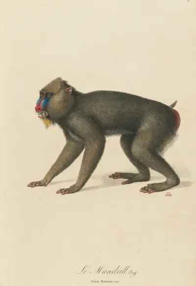 Le Mandrill av Jean-Baptiste Audebert