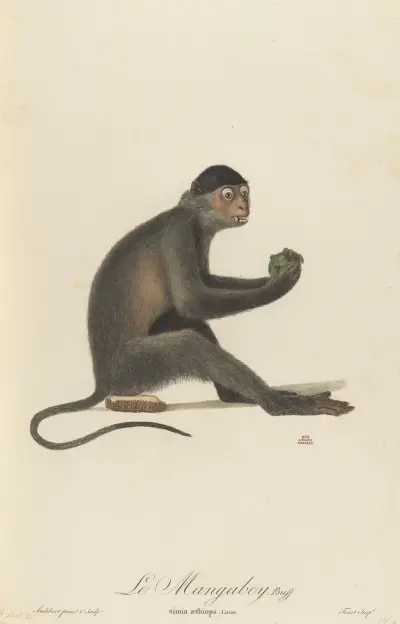 Mangabeyapan av Jean-Baptiste Audebert