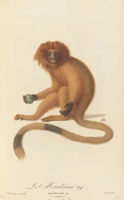 Le Marikina av Jean-Baptiste Audebert