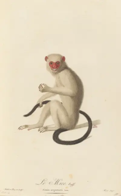 Le Mico av Jean-Baptiste Audebert