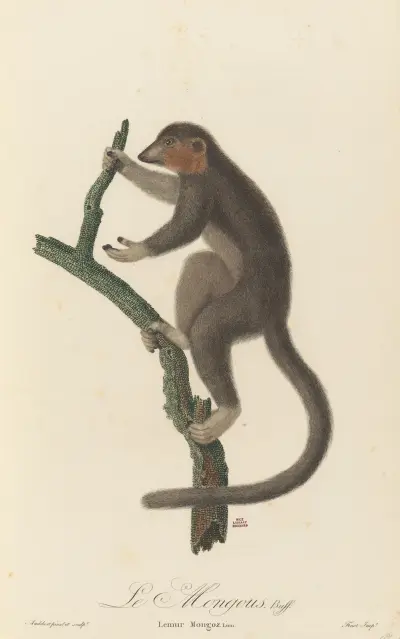 Le Mongous av Jean-Baptiste Audebert