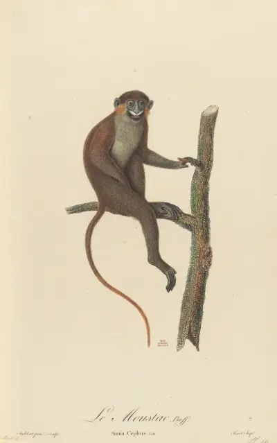 Le Moustac av Jean-Baptiste Audebert