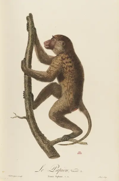 Le Papion, variété A av Jean-Baptiste Audebert