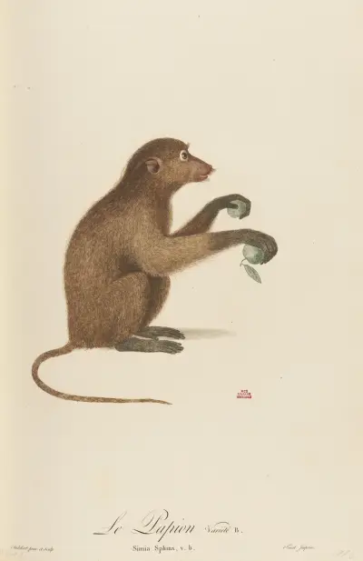 Le Papion, variété B av Jean-Baptiste Audebert