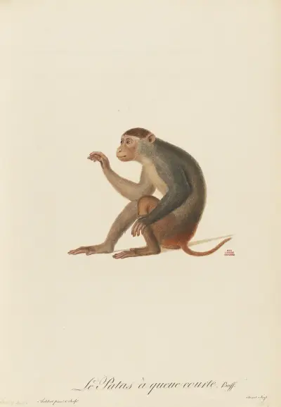 Le Patas à queue courte av Jean-Baptiste Audebert