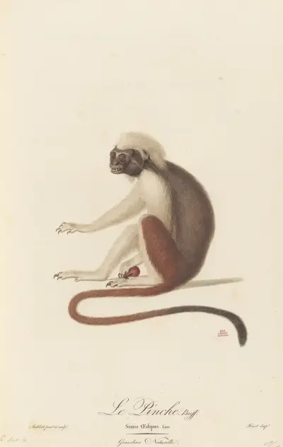 Le Pinche av Jean-Baptiste Audebert
