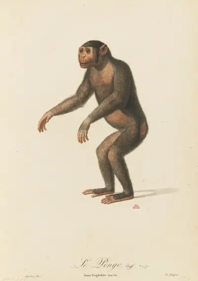 Le Pongo av Jean-Baptiste Audebert