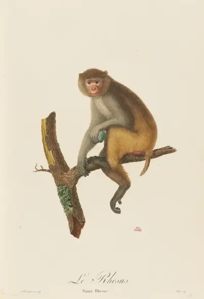 Le Rhesus av Jean-Baptiste Audebert