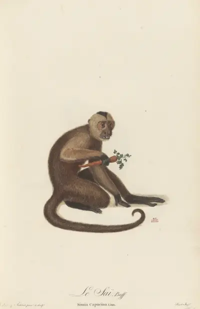 Le Sai av Jean-Baptiste Audebert